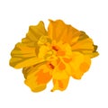 Yellow with orange flower marigold. Vector illustration.